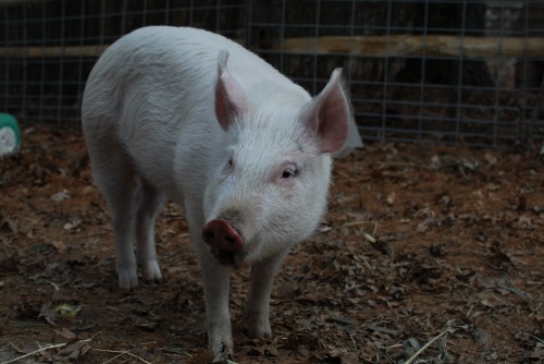 willow-the-inquisitive-pig