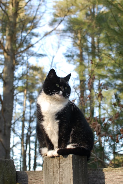 Delilah-the-winslow-cat-perched-on-a-post